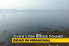 Over 1,700 Birds Found Dead In Himachal Sanctuary, Tourists Stopped Over 1,700 Birds Found Dead In Himachal Sanctuary, Tourists Stopped