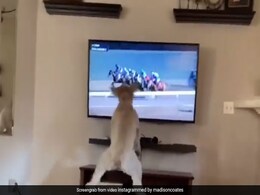 TV पर घोड़ों की रेस देखकर कुत्ता करने लगा कुछ ऐसा, IAS ने दिया मजेदार Reaction - देखें Video TV पर घोड़ों की रेस देखकर कुत्ता करने लगा कुछ ऐसा, IAS ने दिया मजेदार Reaction - देखें Video
