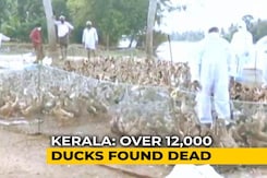 Bird Flu: States Step Up Efforts To Contain Spread Bird Flu: States Step Up Efforts To Contain Spread