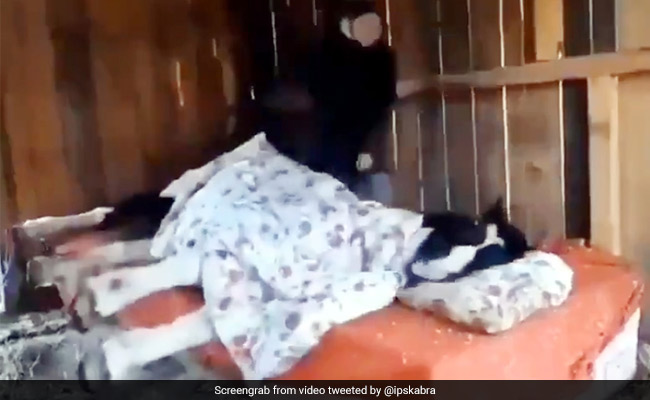 कड़ाके की ठंड में रजाई ओढ़कर सो गया घोड़ा, IPS बोला- 'आज भाई रजाई में चिल मारेगा...' - देखें Video