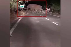 Watch: Elephant Disrupts Traffic Movement On Highway In Odisha Watch: Elephant Disrupts Traffic Movement On Highway In Odisha