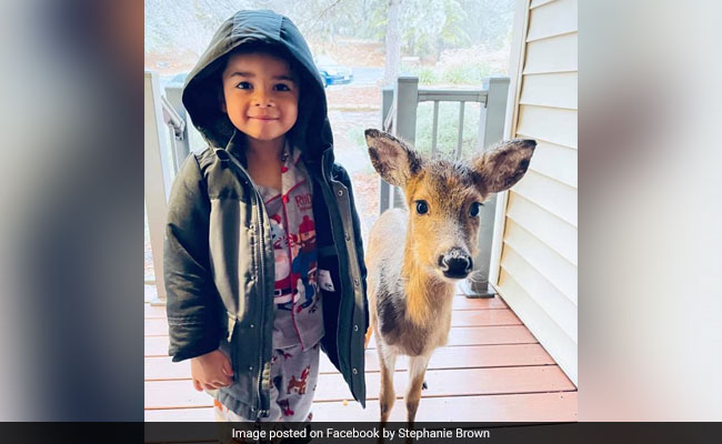 4-Year-Old Goes Out To Play, Comes Back With Baby Deer He Befriended