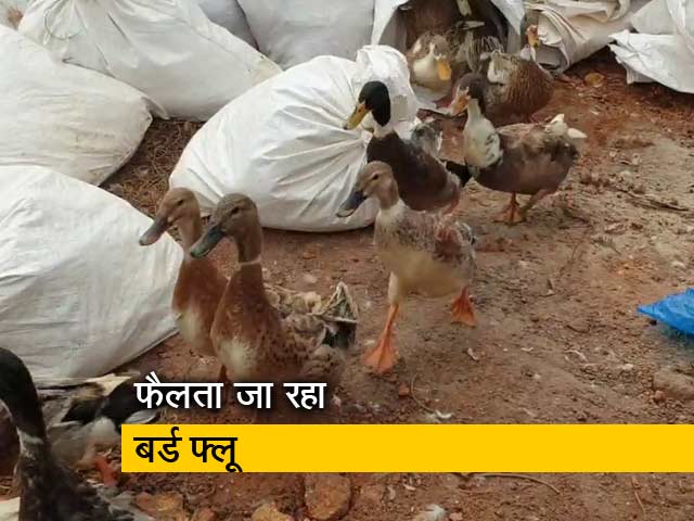 देश-प्रदेश : भारत के 5 राज्यों में बर्ड फ्लू का प्रकोप, हिमाचल में भी दस्तक