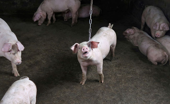 Import Of Pigs, Pork Products Banned In Mizoram Amid African Swine Fever Outbreak