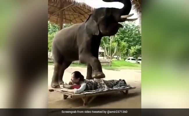 Viral Video Shows Elephant Massaging A Woman. Here's Why It's Problematic