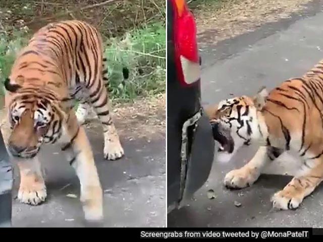 Viral Video: Tiger Bites Safari Vehicle At Bengaluru's Bannerghatta Biological Park Viral Video: Tiger Bites Safari Vehicle At Bengaluru's Bannerghatta Biological Park