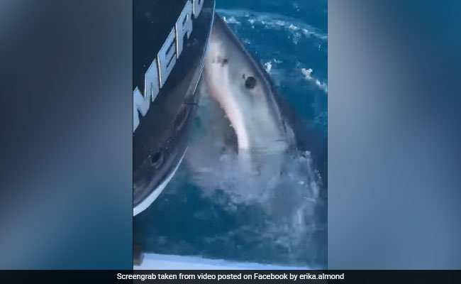 "It Took A Chunk Out Of Our Motors": Great White Shark Bites Boat In Viral Video