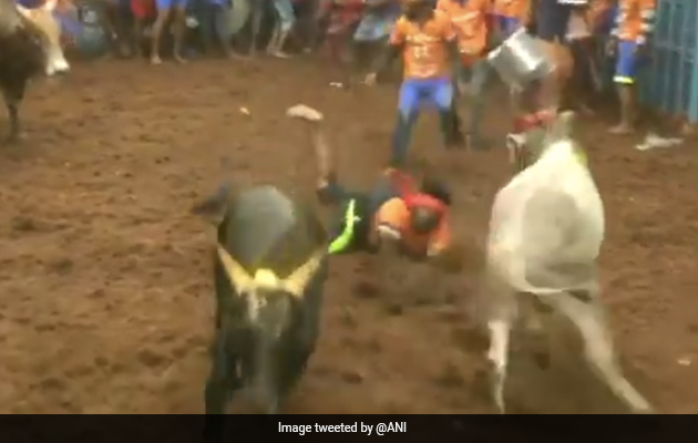 Watch: Bull-Taming Event Jallikattu Starts In Tamil Nadu Amid Pandemic
