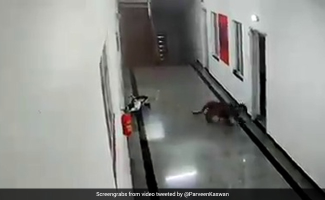 मेडिकल कॉलेज में मस्ती से घूम रहा था खूंखार तेंदुआ, IPS बोला- कॉलेज का निरीक्षण करने निकला है...देखें- Viral Video