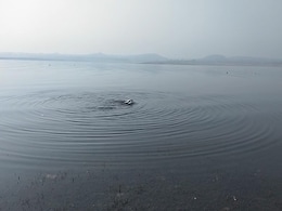 Over 1,700 Birds Found Dead In Himachal Sanctuary, Tourists Stopped Over 1,700 Birds Found Dead In Himachal Sanctuary, Tourists Stopped