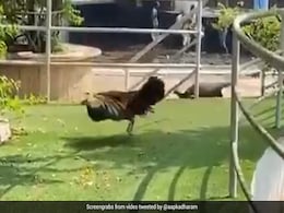 धर्मेंद्र के फार्महाउस में लुकाछुपी खेल रही थीं मोरनियां, बैकग्राउंड में गाना चला 'इशक पे जोर नहीं'- देखें Video धर्मेंद्र के फार्महाउस में लुकाछुपी खेल रही थीं मोरनियां, बैकग्राउंड में गाना चला 'इशक पे जोर नहीं'- देखें Video