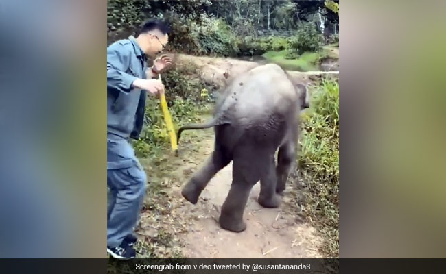 शख्स ने हाथी के बच्चे को खिलाया गन्ना, बदले में पड़ी जोरदार लात - देखें मजेदार Video
