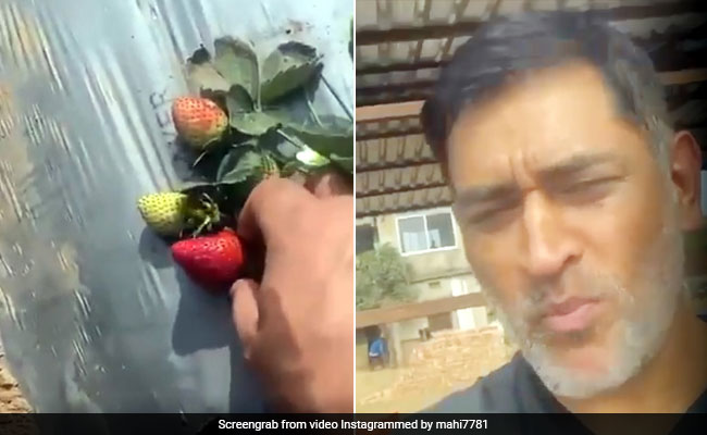 खेत में पहुंचे MS Dhoni, पौधे से निकाल स्ट्रॉबेरी खाई और बोले- 'अगर ऐसे ही खाता रहा तो...' - देखें Video
