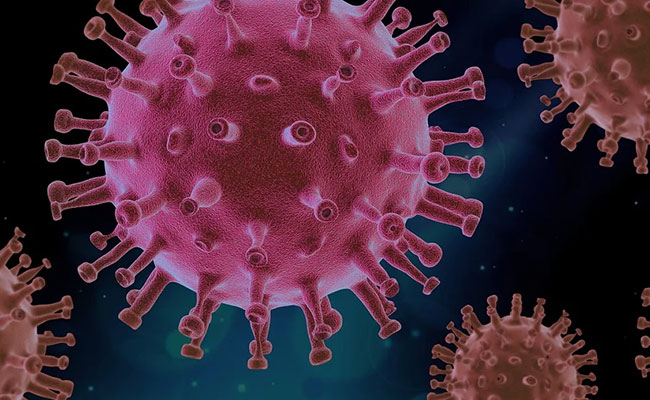 New China Swine Fever Strains Point To Unlicensed Vaccines: Experts