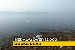 Amid Bird Flu Scare, States Step Up Efforts To Contain Spread Amid Bird Flu Scare, States Step Up Efforts To Contain Spread