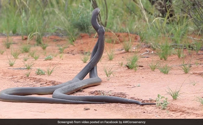 Hair-Raising Video Captures Two Huge Venomous Snakes Fighting
