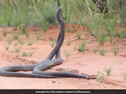 Hair-Raising Video Captures Two Huge Venomous Snakes Fighting Hair-Raising Video Captures Two Huge Venomous Snakes Fighting