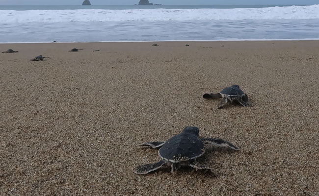 Indonesian Baby Sea Turtles Make A Break For Freedom