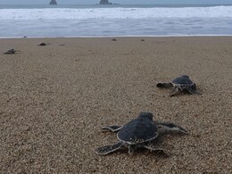 Dancing Turtles Show How Animals Use Magnetic Field As A Map Dancing Turtles Show How Animals Use Magnetic Field As A Map