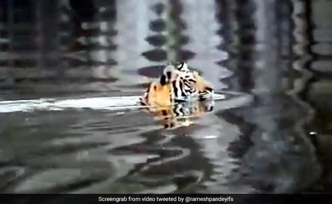 नदी के अंदर उतरा बाघ, चेतावनी देने के लिए पीछे से चीतल ने निकालीं ऐसी आवाजें - देखें Video