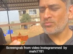 MS Dhoni Savours Fresh Strawberries From His Farm And It Looks Like Pure Bliss MS Dhoni Savours Fresh Strawberries From His Farm And It Looks Like Pure Bliss