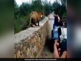 जंगल सफारी के दौरान बाघ की फोटो खींच रहे थे यात्री, पास आया जानवर और फिर... देखें Shocking Video जंगल सफारी के दौरान बाघ की फोटो खींच रहे थे यात्री, पास आया जानवर और फिर... देखें Shocking Video