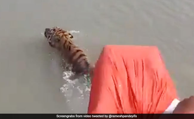 बाघ ने तैरकर पार की नदी, नाव में बैठे लोगों की नीचे पड़ी नजर और फिर... देखें Viral Video