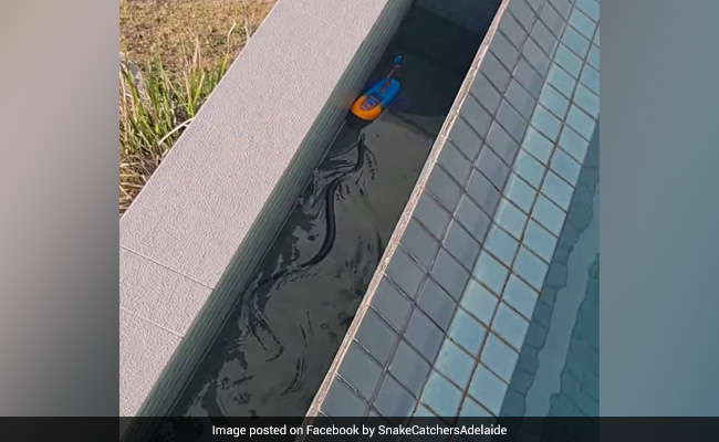 Family Finds One Of World's Most Venomous Snakes Swimming In Their Pool. Watch
