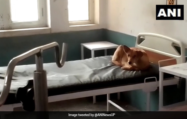 अस्पताल के वार्ड में खुद इलाज कराने पहुंच गया कुत्ता, डर से मरीजों का हुआ बुरा हाल- देखें Photo अस्पताल के वार्ड में खुद इलाज कराने पहुंच गया कुत्ता, डर से मरीजों का हुआ बुरा हाल- देखें Photo