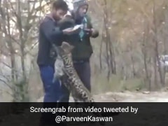 Viral Video Of Leopard 'Playing' With People Raises Concerns Viral Video Of Leopard 'Playing' With People Raises Concerns