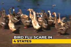 Bird Flu Scare In 4 States, Authorities On Alert Bird Flu Scare In 4 States, Authorities On Alert
