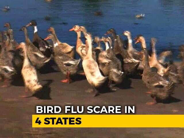 ‘बर्ड फ्लू’ का कहर : केरल, हरियाणा के लिए केंद्रीय टीमों की तैनाती