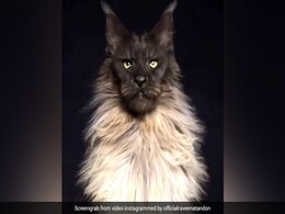 इस बिल्ली को देख होश हो जाएंगे गुम, रवीना टंडन Video शेयर कर बोलीं- मैंने कभी ऐसा कुछ नहीं देखा... इस बिल्ली को देख होश हो जाएंगे गुम, रवीना टंडन Video शेयर कर बोलीं- मैंने कभी ऐसा कुछ नहीं देखा...