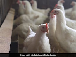 First Confirmed Human Case Of H5N2 Bird Flu Died Of Multiple Factors: WHO First Confirmed Human Case Of H5N2 Bird Flu Died Of Multiple Factors: WHO