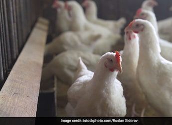 Heres How Bird Flu Can Cause You Severe Health Problems