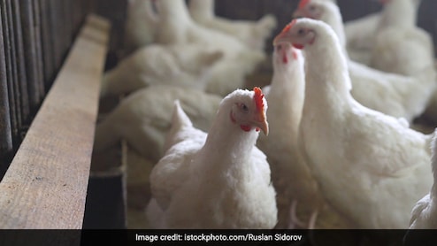 Bird Flu Outbreak In Kerala: Tamil Nadu Poultry Farms Take Strict Measures