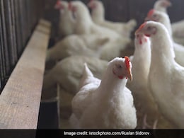 राज्यात GBS नंतर Bird Flu एन्ट्री ! नांदेडमध्ये 465 पक्षी नष्ट, प्रशासनाकडून महत्त्वाच्या सूचना राज्यात GBS नंतर Bird Flu एन्ट्री ! नांदेडमध्ये 465 पक्षी नष्ट, प्रशासनाकडून महत्त्वाच्या सूचना