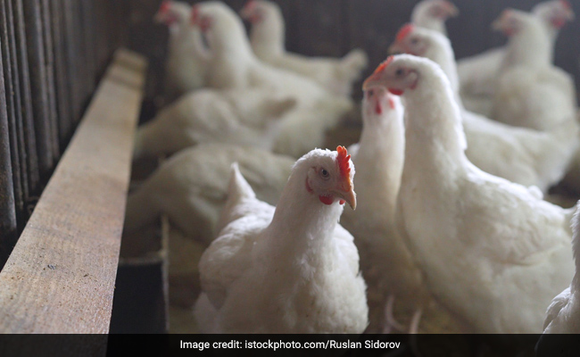 Bird flu is a viral infection that affects birds