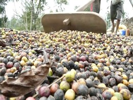 Unprecedented January Rains Ruin Kerala Coffee Planters' Cuppa Unprecedented January Rains Ruin Kerala Coffee Planters' Cuppa