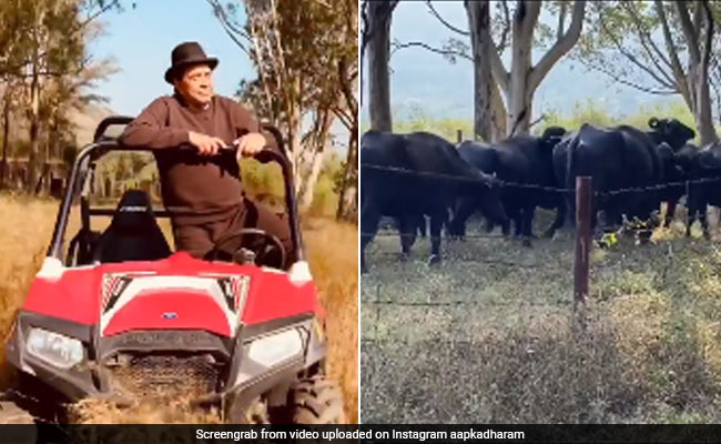 गाय-भैंस को गाड़ी से चराने निकले Dharmendra, बोले-अच्छी घास जहां दिख जाए वहीं ले जाता हूं...देखें Video
