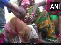 ओडिशा में बड़ी धूमधाम से दो बच्चों की कुत्ते से हुई शादी, बच्चों को बनाया गया दूल्हा और कुत्ता बना दुल्हन, जानें क्या है मामला ओडिशा में बड़ी धूमधाम से दो बच्चों की कुत्ते से हुई शादी, बच्चों को बनाया गया दूल्हा और कुत्ता बना दुल्हन, जानें क्या है मामला