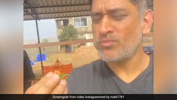 MS Dhoni Savours Fresh Strawberries From His Farm And It Looks Like Pure Bliss