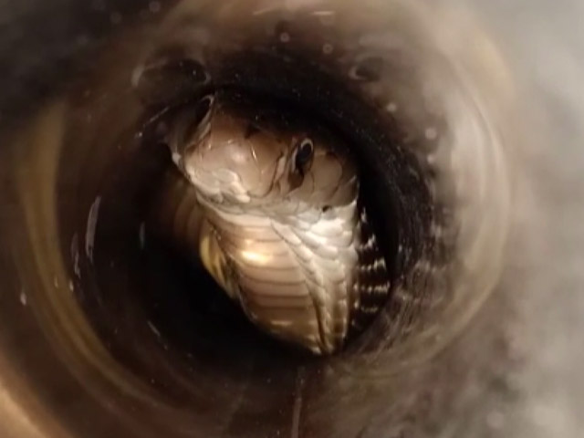 Watch: Cobra Gets Stuck In Pipeline At Petrol Pump In Odisha