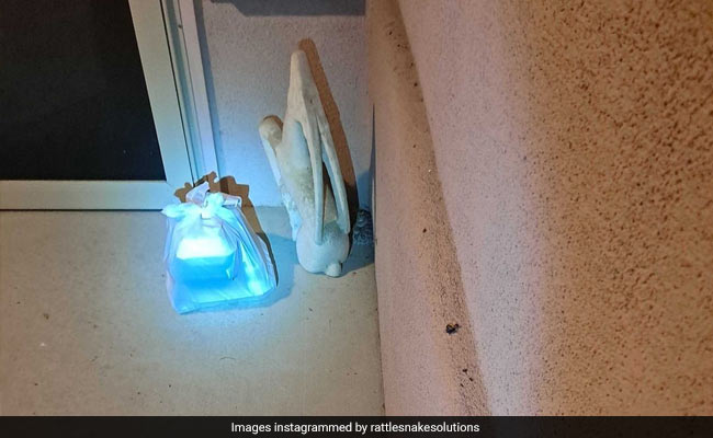 दरवाजे पर खाना उठाने गई लड़की, पास जाकर देखा तो मिला खतरनाक सांप, क्या आपको नजर आया ?