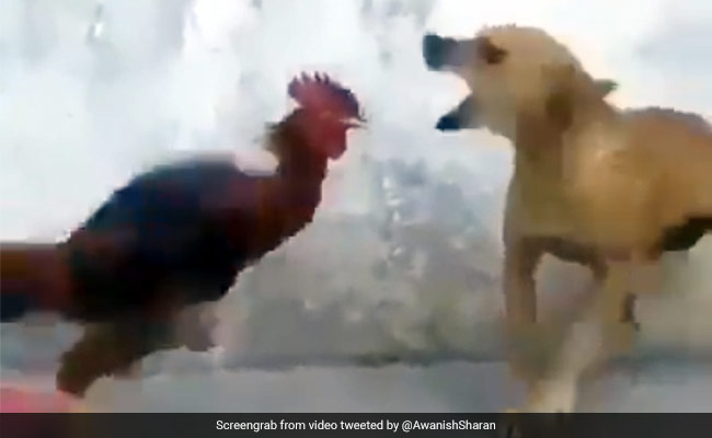 कुत्ते और मुर्गे के बीच हुई खतरनाक Fight, उछलकर ऐसे मारी चोंच, IAS ने दिया ऐसा रिएक्शन - देखें Video