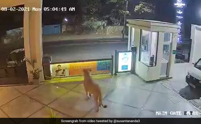 Caught On Camera: Lion Enters Hotel In Gujarat By Leaping Over Wall