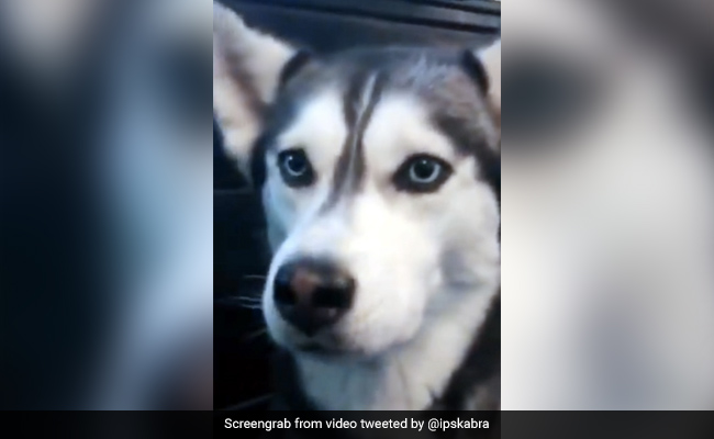 लड़की ने बोला- I Love You, तो कुत्ते ने पलटकर दिया ऐसा जवाब - देखें मजेदार Video