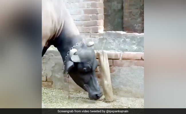 भैंस ने दिमाग लगाकर पाया गले में लगी चेन से छुटकारा, IPS बोला- 'अब बोलो, अक्ल बड़ी या भैंस' - देखें Video