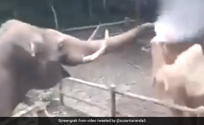 सूंड में पानी भरकर ऊंट को नहलाने लगा हाथी, फिर हुआ कुछ ऐसा, लोग बोले- Naughty हो रहा है - देखें मजेदार Video