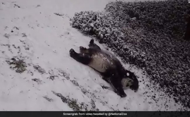 बर्फ में फिसलते और लुढ़कते हुए इस पांडा ने जीता लोगों का दिल, 5 लाख बार देखा गया Video